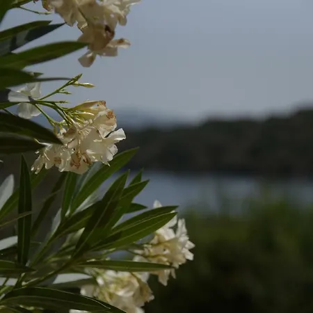 Elia Village Apartment Katomerion